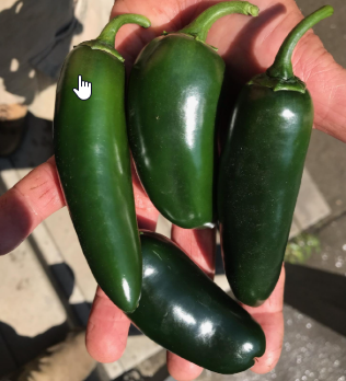 Jalapeno Pepper - Single