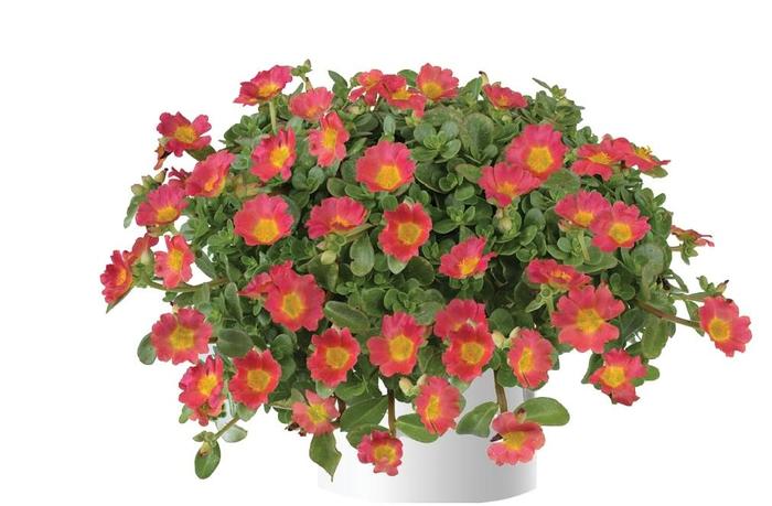 Purslane Pazzaz Nano Purple 3.5"