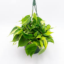 Philodendron 'Brasil'