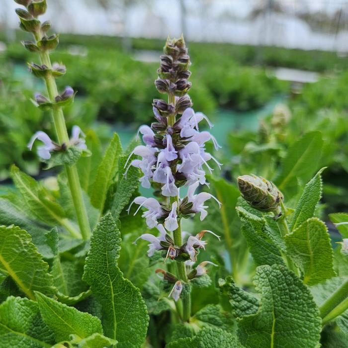 Salvia Hibrid Blue By You 1 Gal