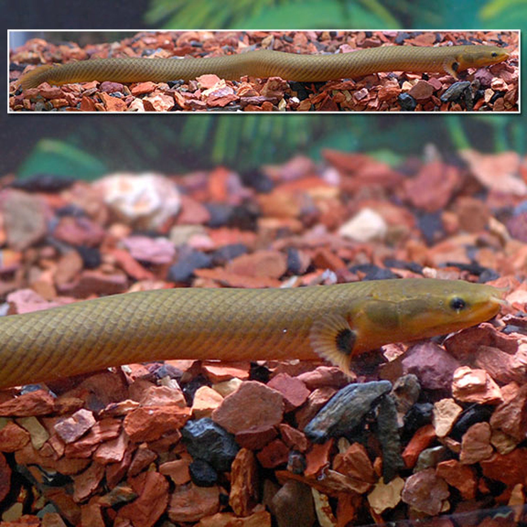 Ropefish (photo 2 of 2)