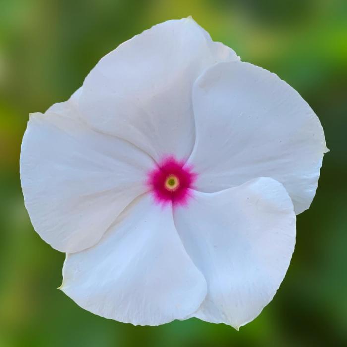 Vinca Cora Cascade Lilac 10" HB