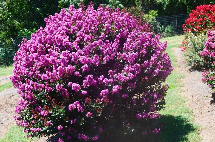 Crape Myrtle Enduring Summer Pink 5 Gal