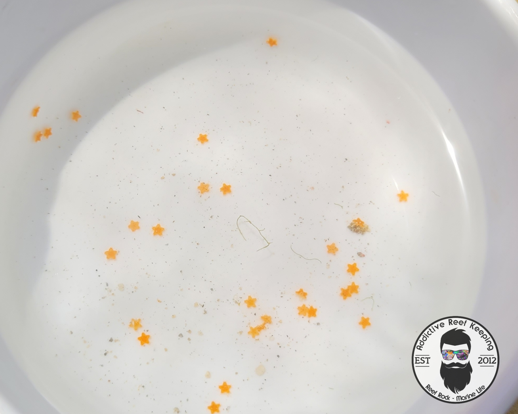5 pack Aquacultered Orange Ridge Starfish, Ehinaster spinulosus- Reef Safe