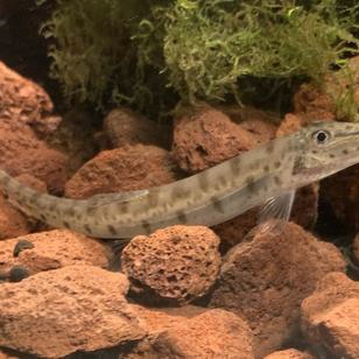 Horseface loach