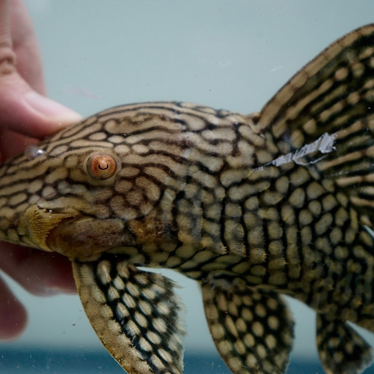 Spotted Watermelon Royal Pleco L330
