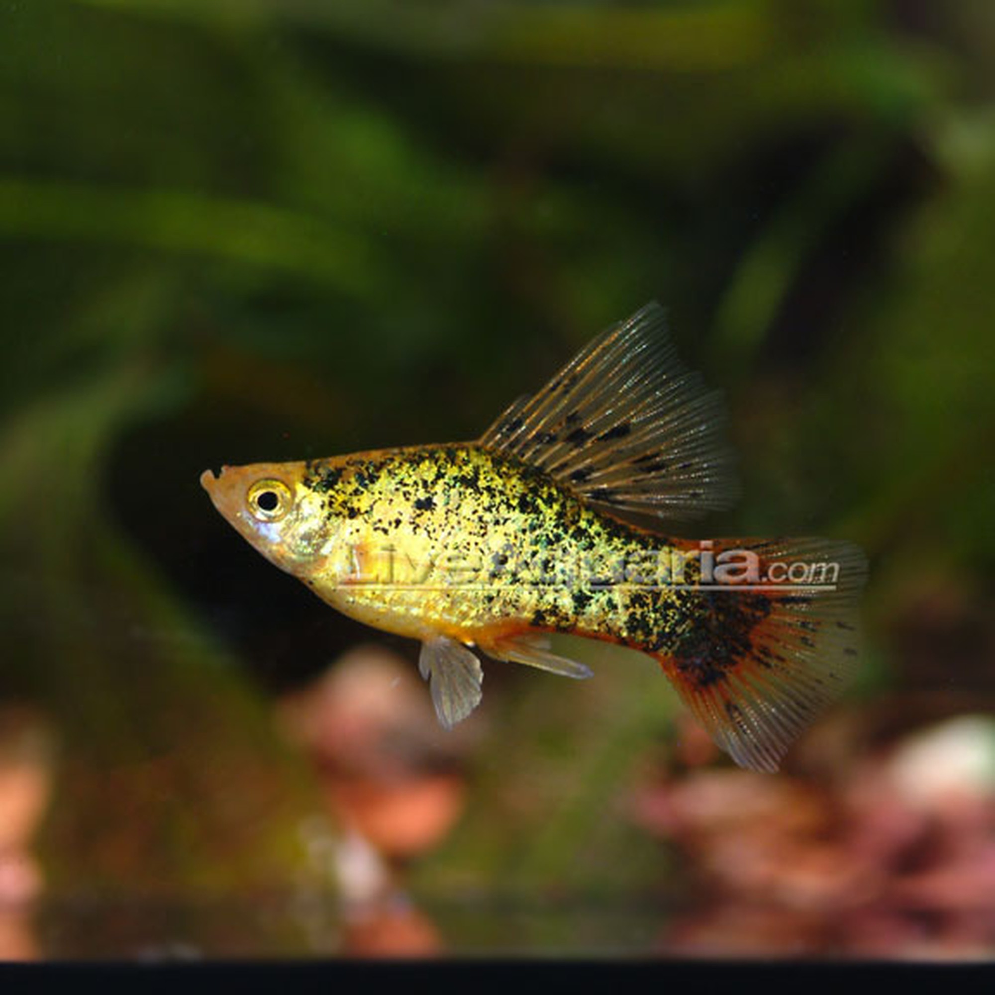 Neon Blue Wag Platy