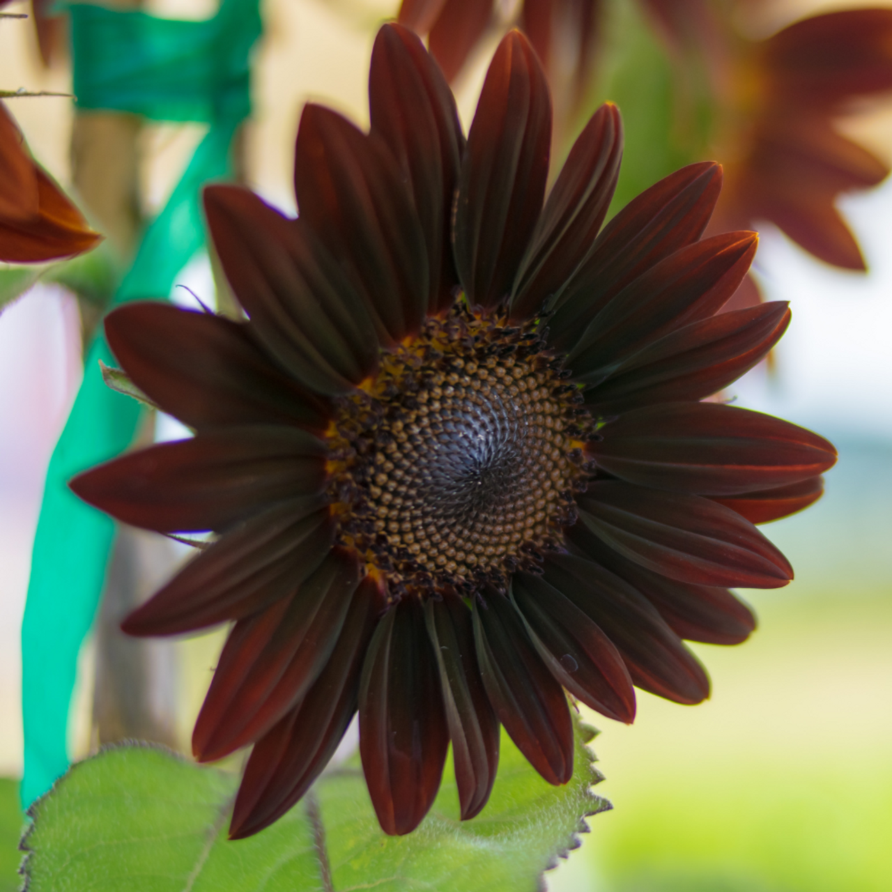 Chocolate Sunflower - 2x Plug Plants - Interesting Brown/Red Sunflower