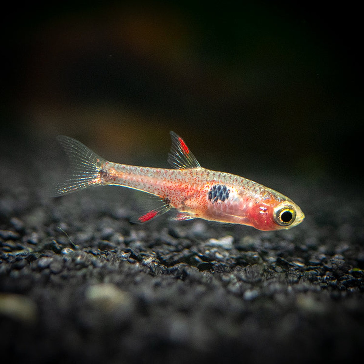 Strawberry Rasbora