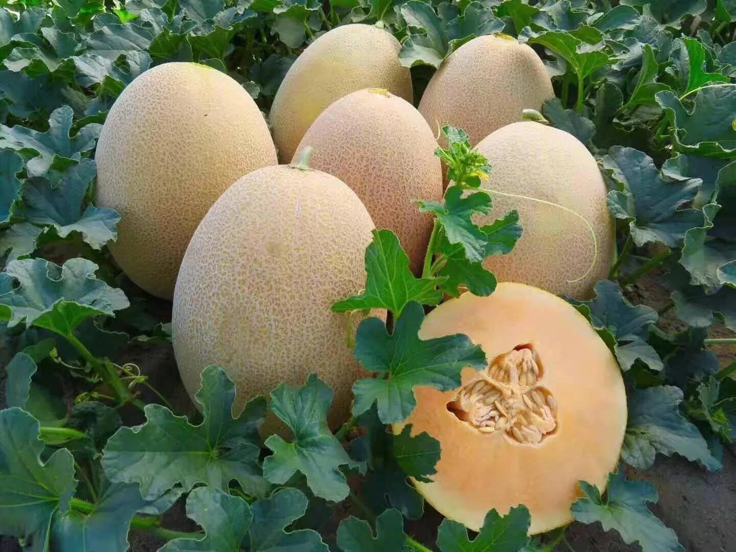 Ananas Pineapple Melon - 2x Plug Plant - Heavy Cropper Disease Resistant