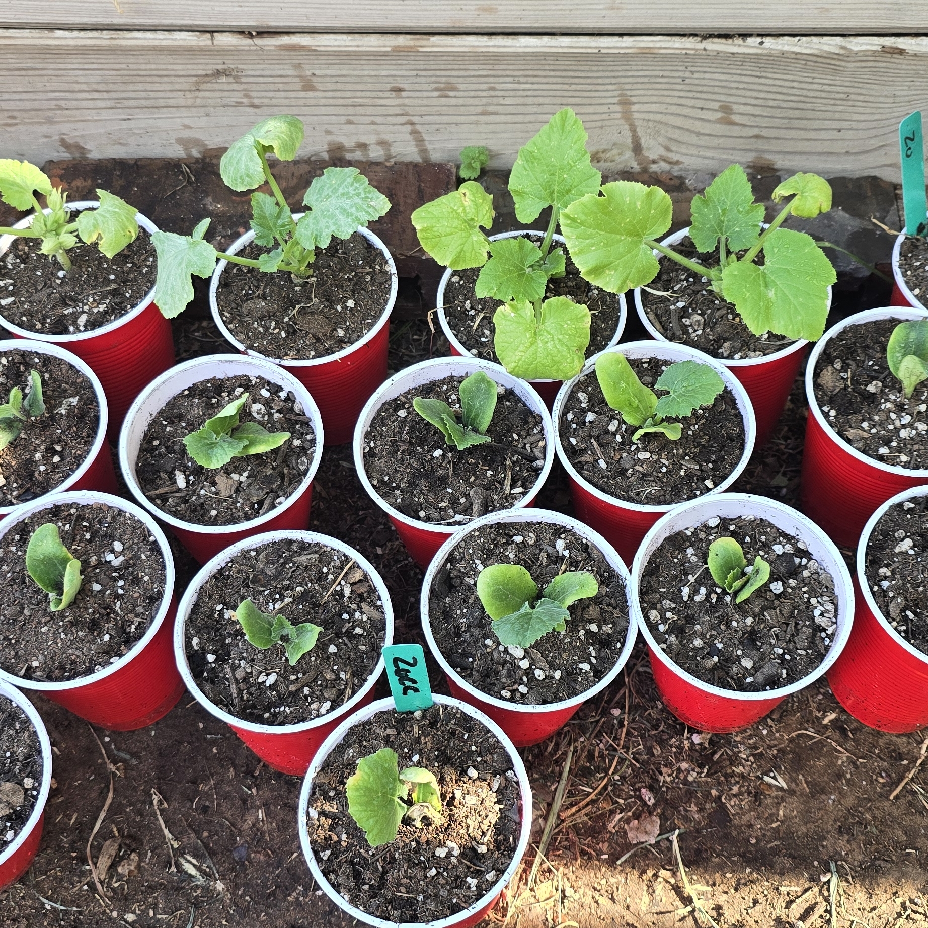 Photo of Zucchini Seedling