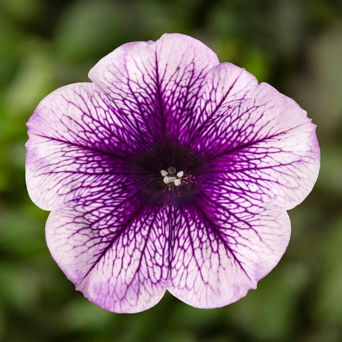 Petunia Sanguna Mango Punch 10" HB