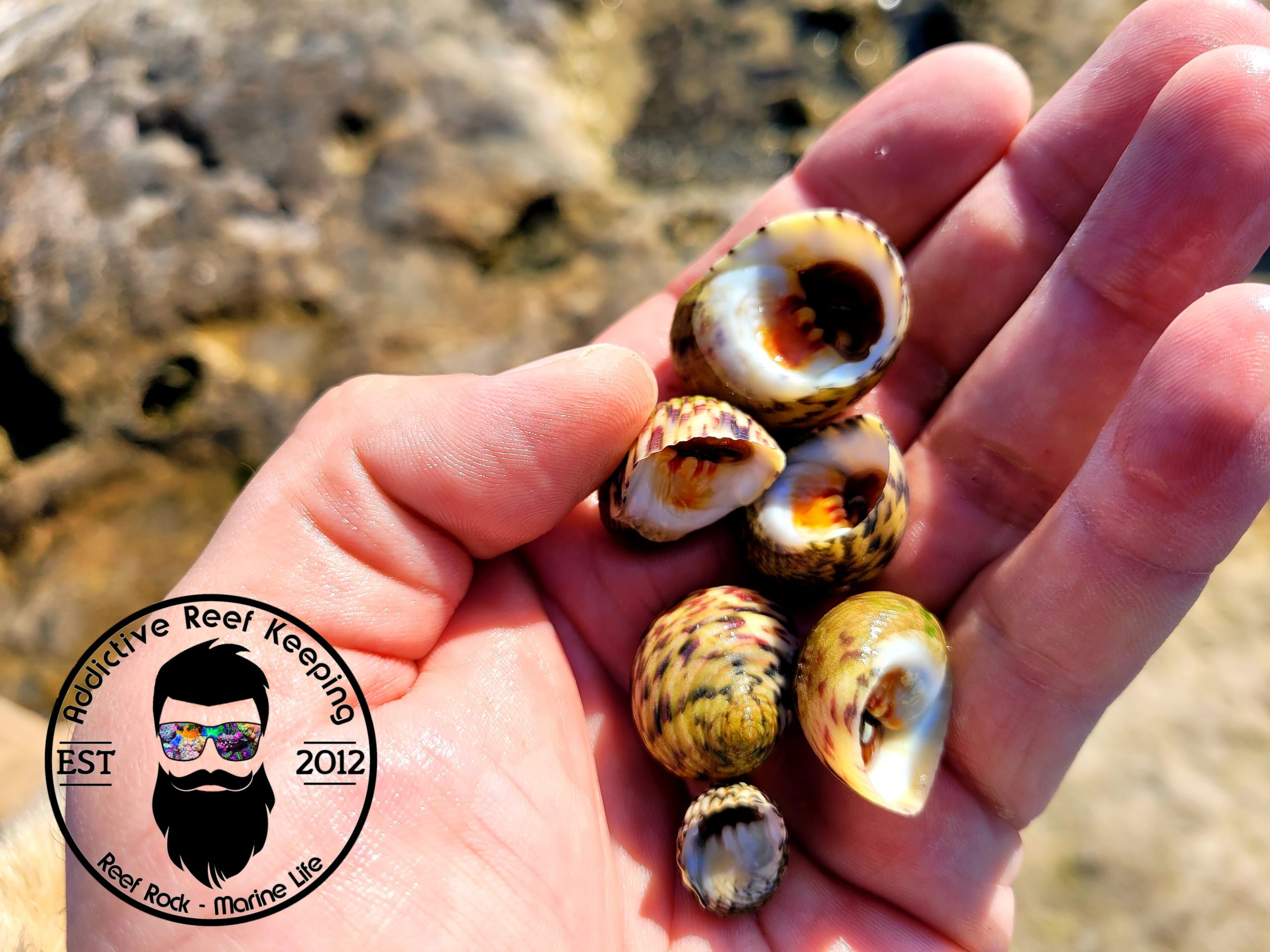 25 Pack Bleeding Tooth Nerite Saltwater (Feed Puffer, Mantis Shrimp) Nerita peloronta