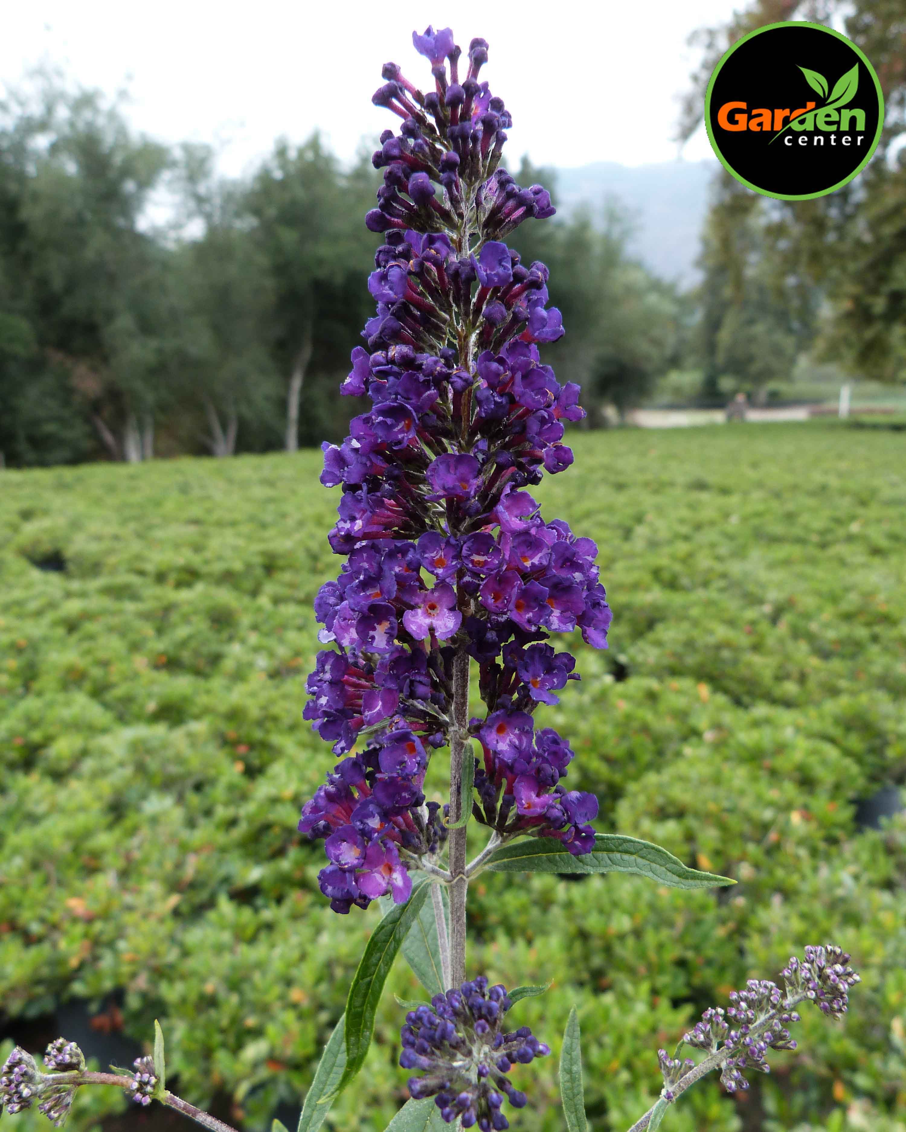 Butterfly Bush 'Black Knight' at Garden Center of Las Cruces