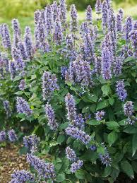 Blue Fortune Agastache, 1 gallon