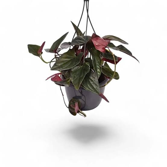 Syngonium 'Red Arrow', 8" HB