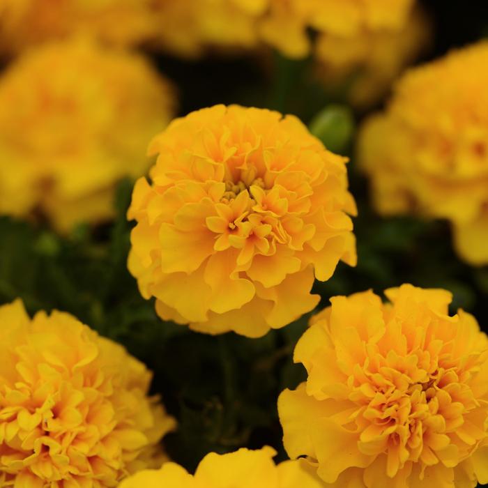Marigold Hot Pak Harmony Quart