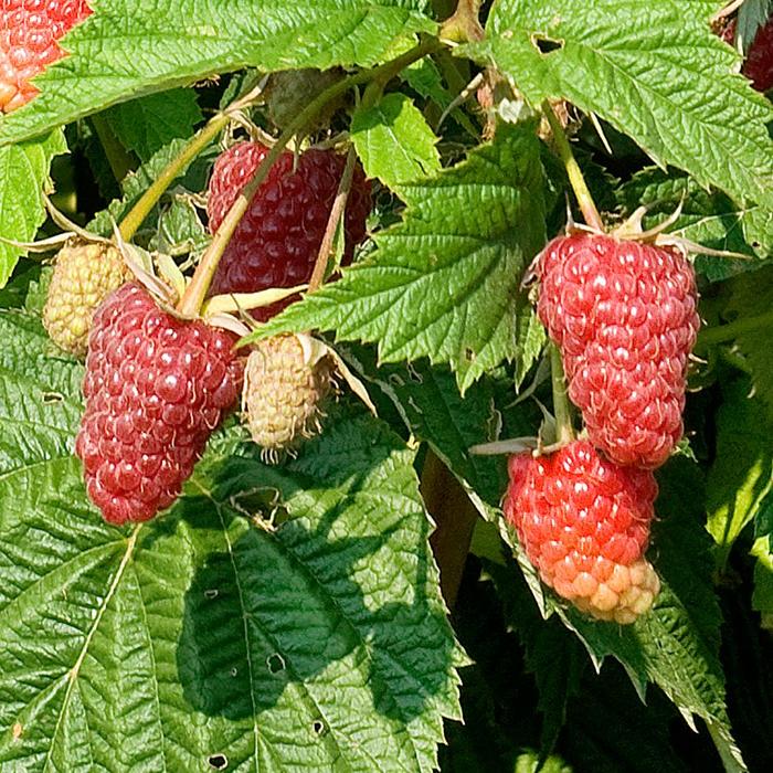 Blackberry Navaho 2 Gal
