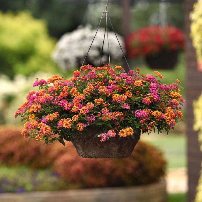 Lantana Bloomify Red 1 Gal