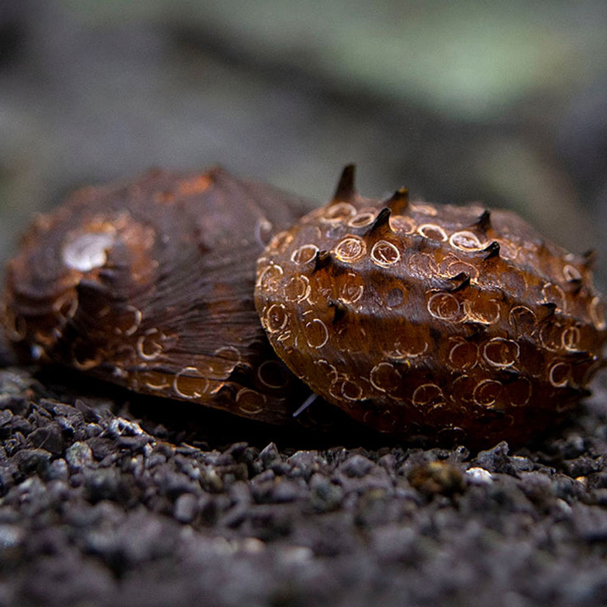 King Koopa Nerite Snail