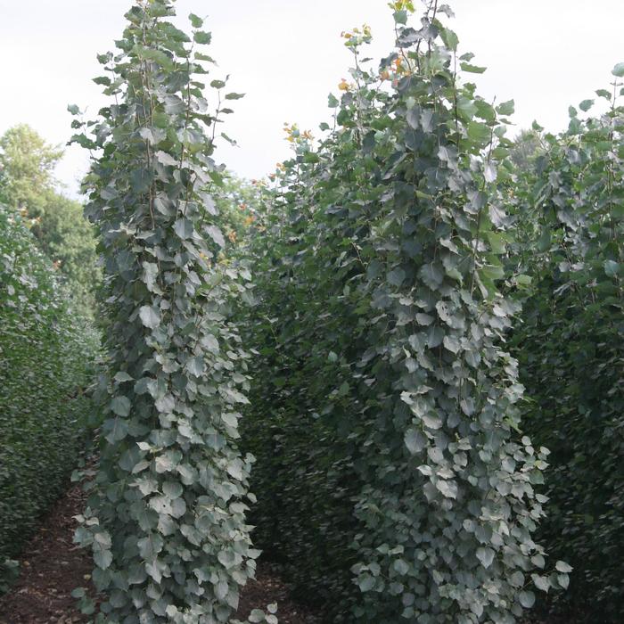 Populus Erecta 15 Gal