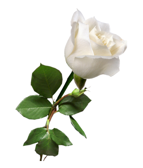 Rose Bulk Order