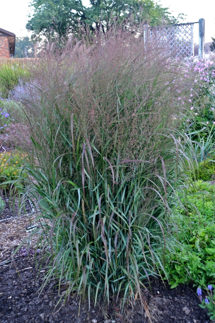 Switch Grass Prairie Sky 3 Gal
