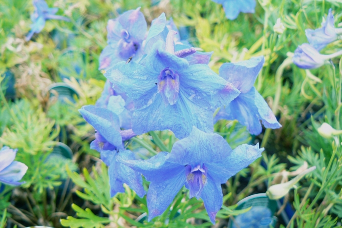 Delphinium Blue Mirror 1 Gal