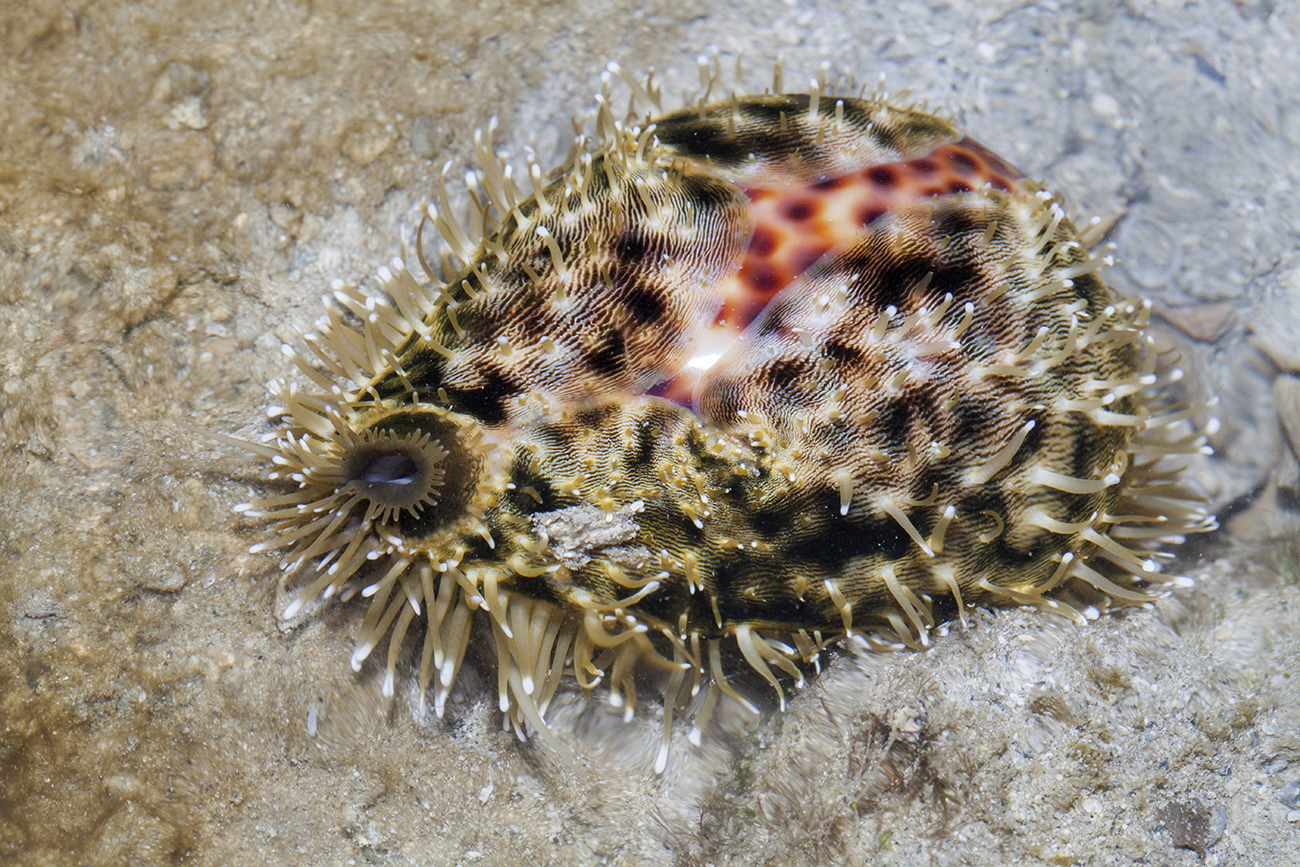 Tiger Cowrie