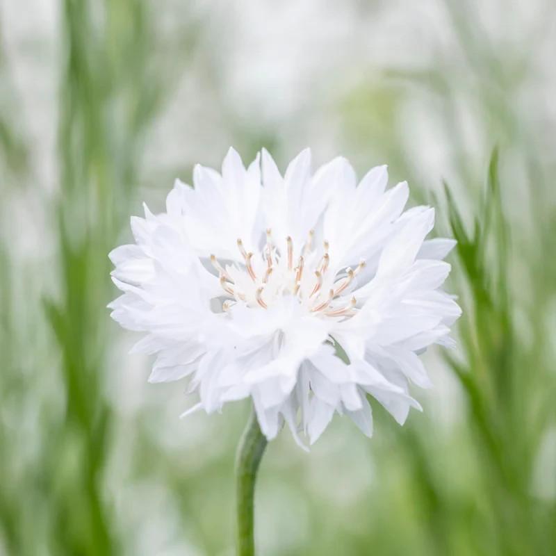 White Ball Cornflower - 2x Plug Plants - Easy Grow Native Pollinator Friendly