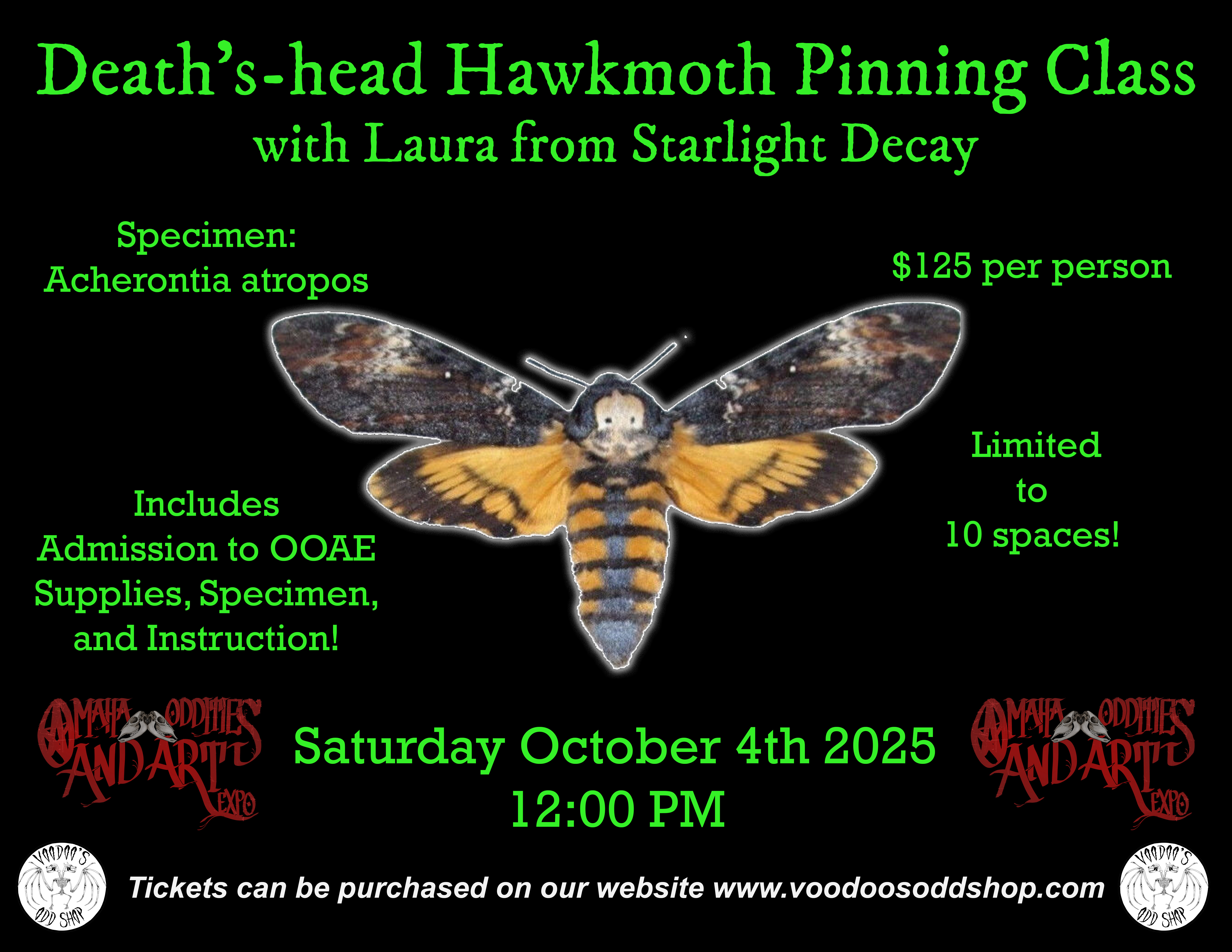 Death's-head hawkmoth Pinning Class October 4th 2024