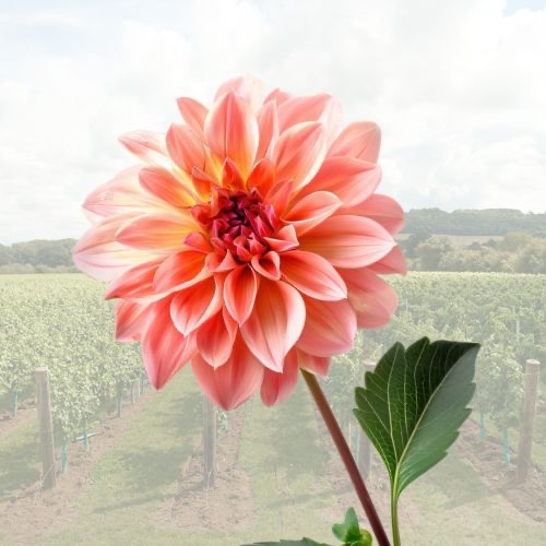 Cut Flowers (1 Stem)