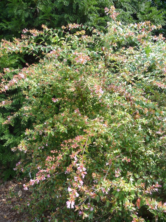 Abelia Rose Creek 3 Gal