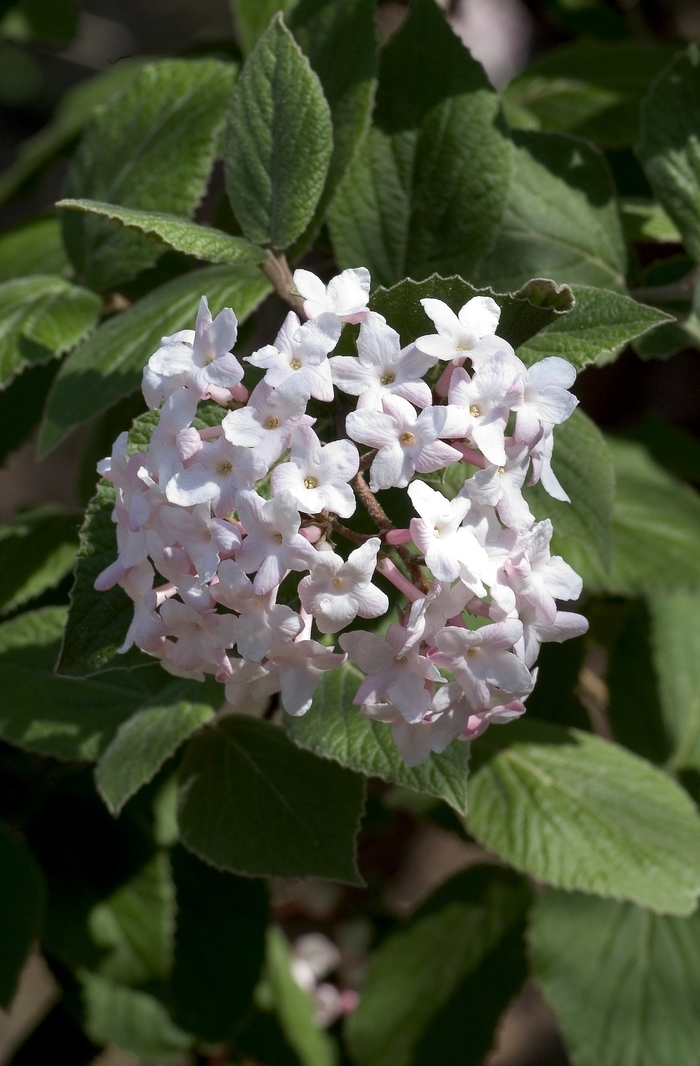 Viburnum Compactum 5 Gal