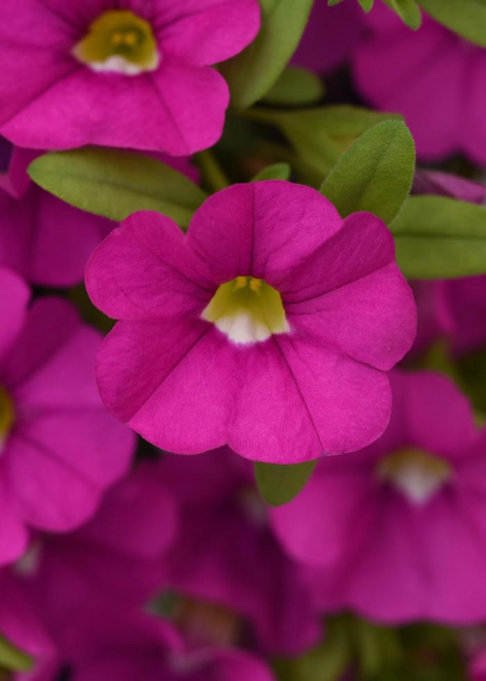 Million Bells Cabaret Pink Star Quart