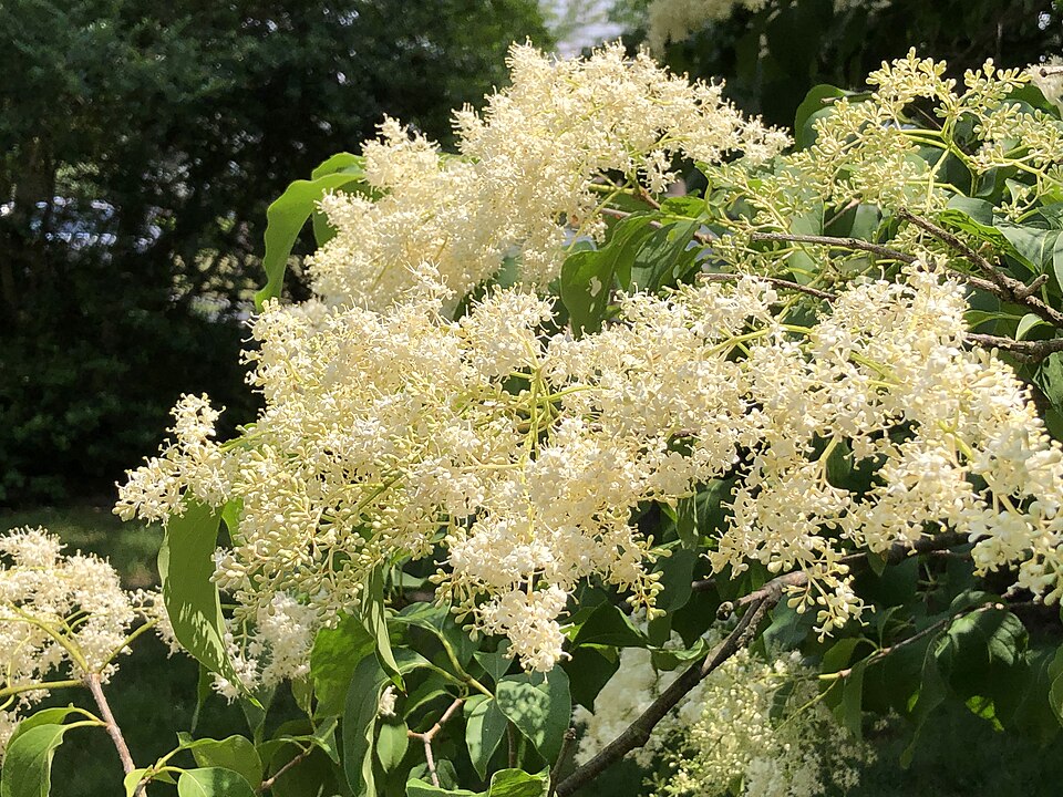 Syringa reticulata 'Ivory Silk' (Ivory Silk Japanese Tree Lilac) B&B 3" cal