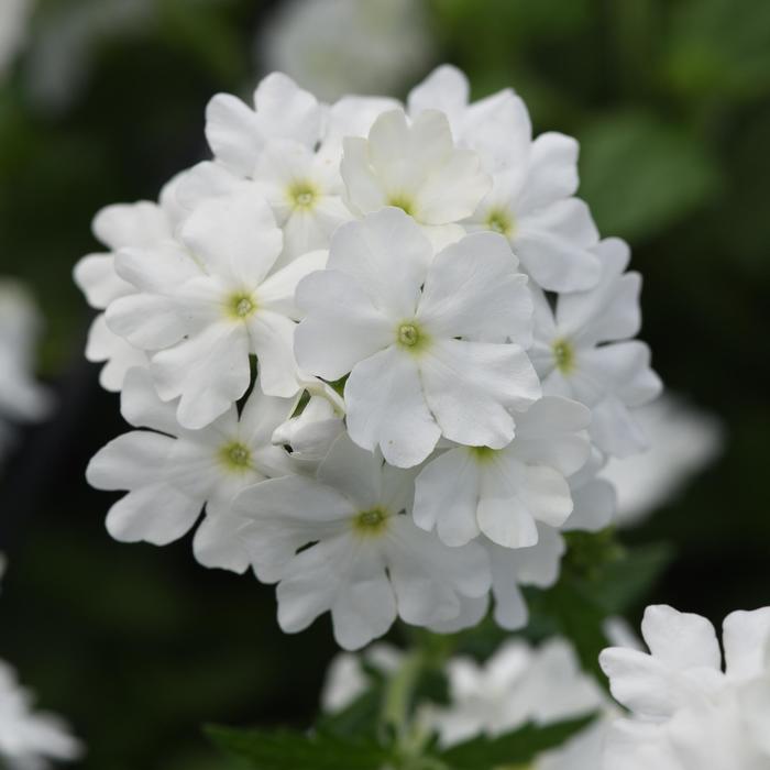 Verbena Beats Magenta Quart