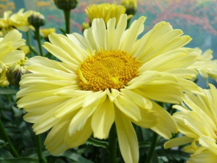 Shasta Daisy Real Tiny Bubbles 1 Gal