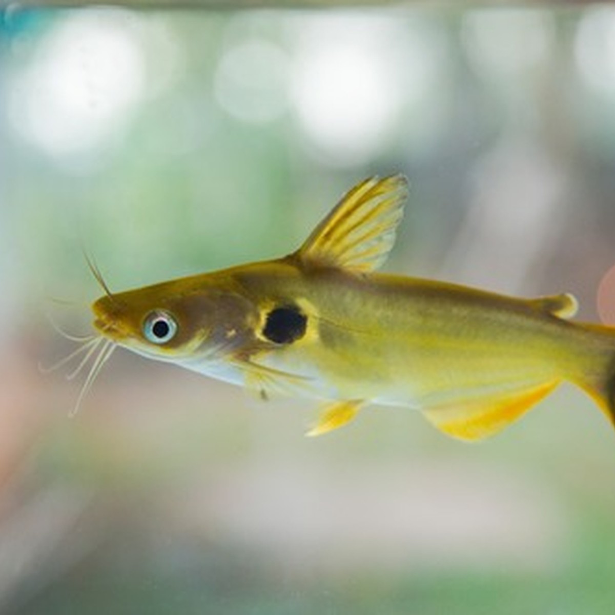 Sun Catfish