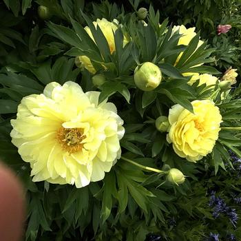 Peony Bartzella 3 Gal