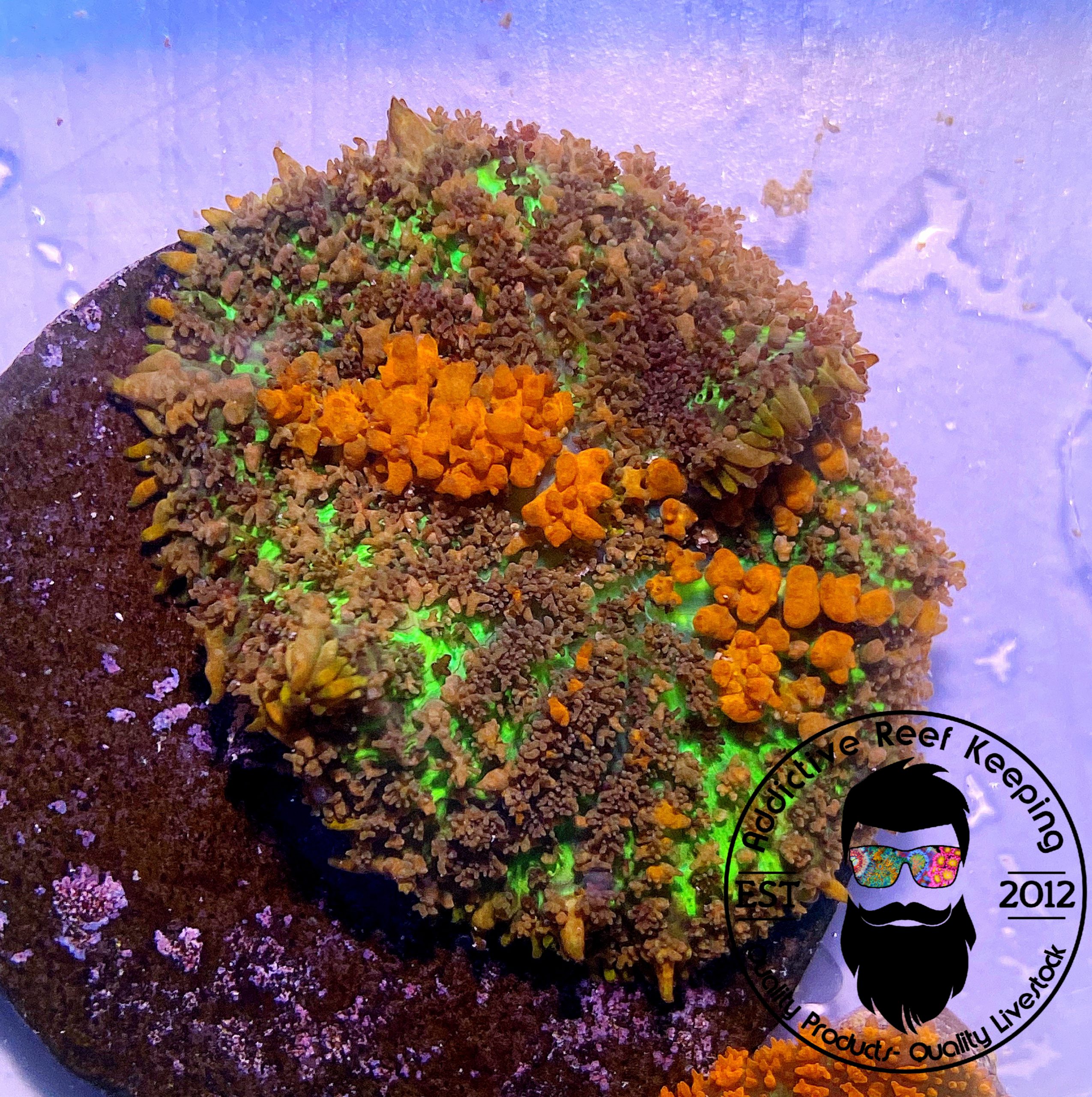 Sunkist Bounce Mushroom- ALMOST WYSIWYG