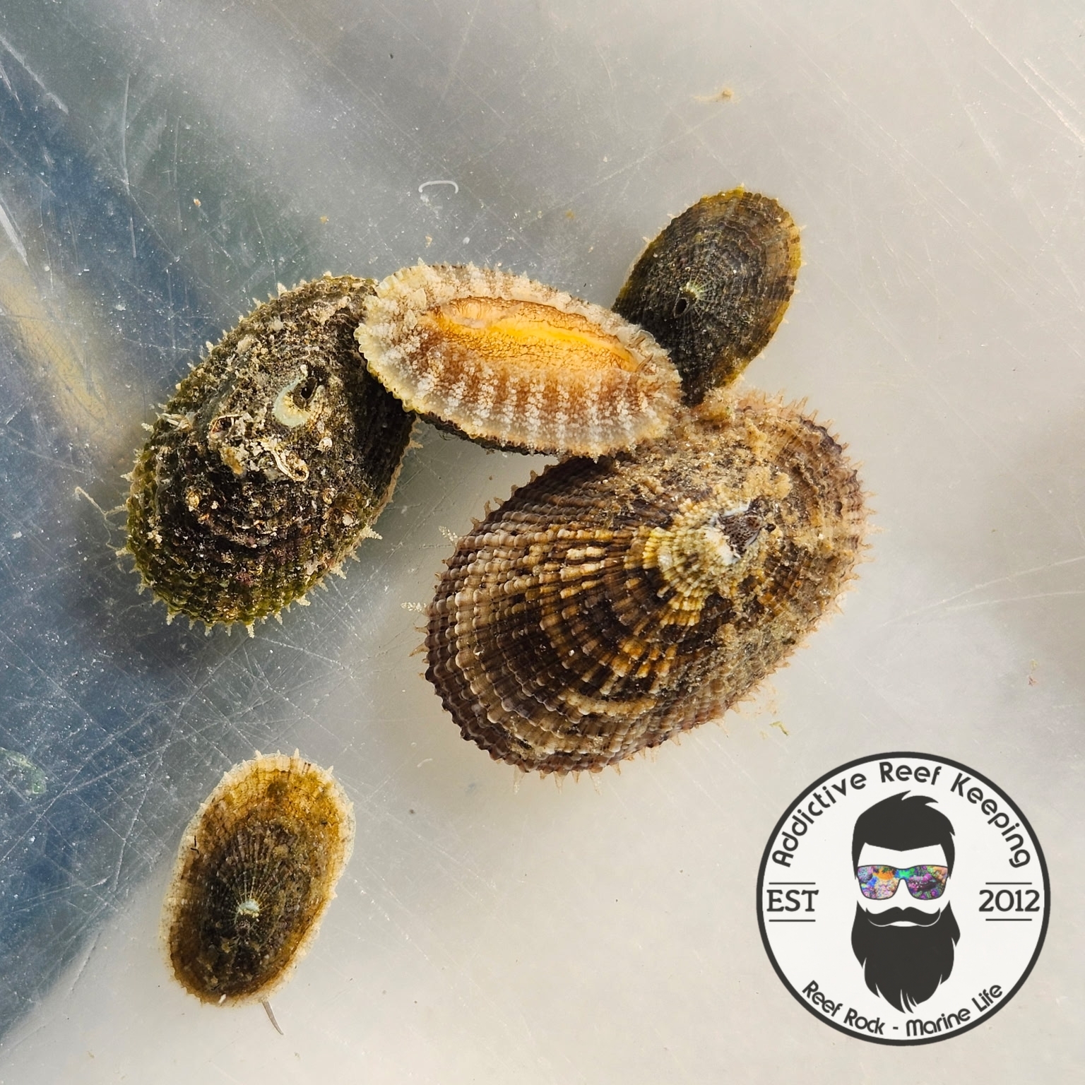 Aquacultured Cayenne Keyhole Limpet Approximately 1/2 - 2"