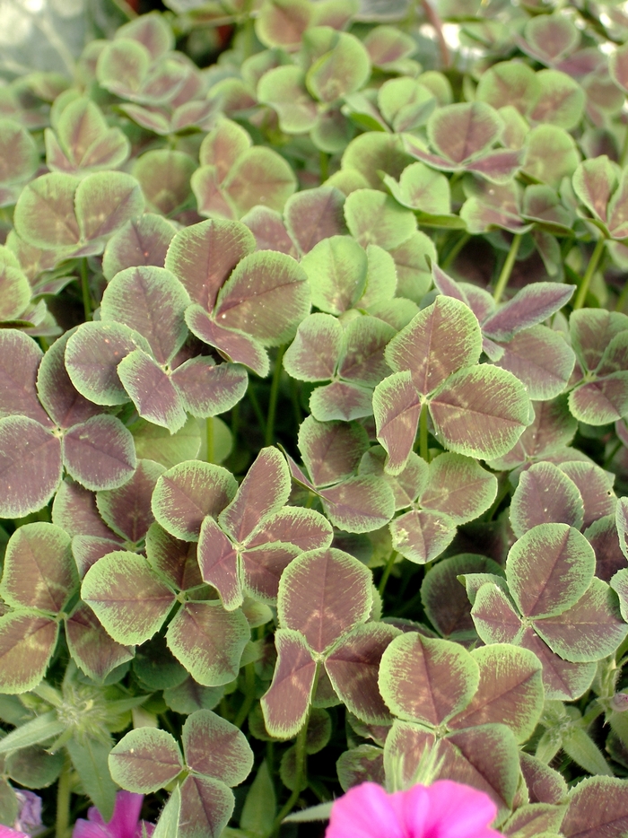 Trifolium 4 Luck Quart