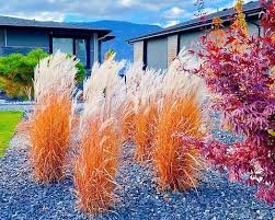 Flame Grass (Miscanthus), 2 gallon