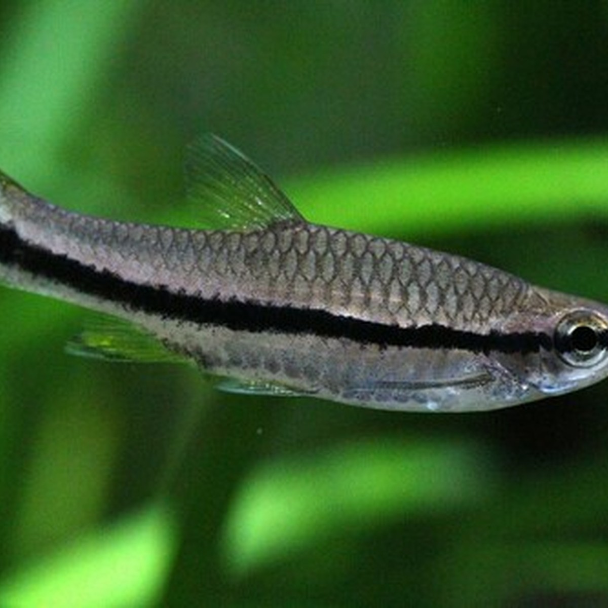 Brilliant Rasbora