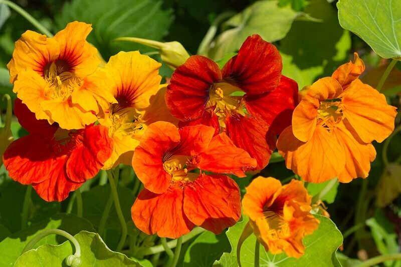 Nasturtium Tom Thumb - 2x Plug Plants - Compact, Low-Maintenance, Edible