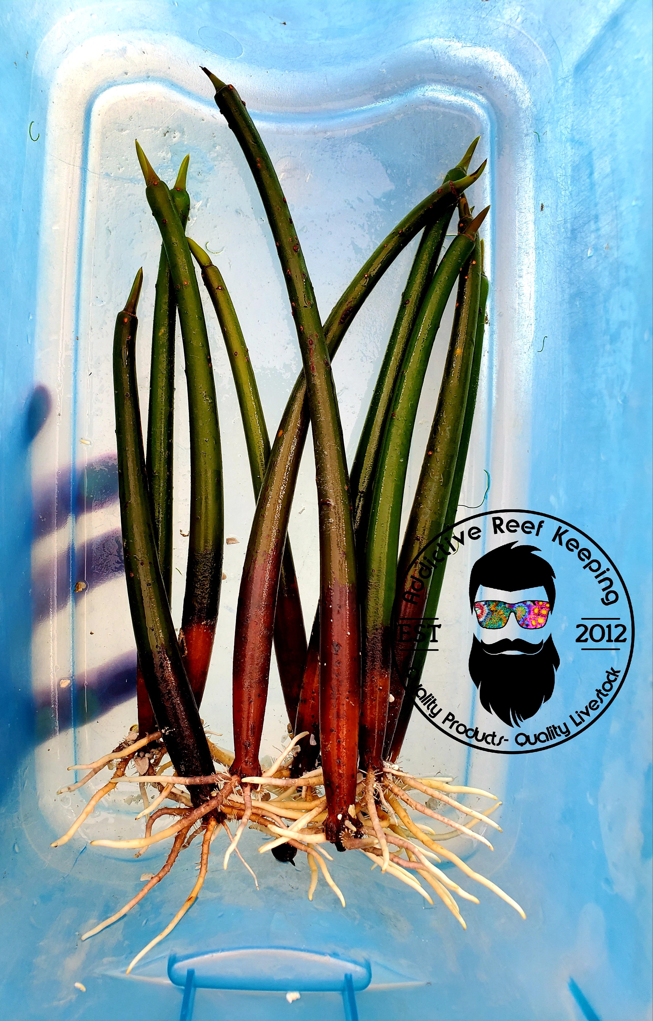 Red Mangrove Live Plant Propagules 6″ to 8″ PLUS SINGLES Saltwater Aquarium Filtration