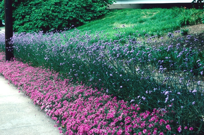 Verbena Homestead Hot Pink 1 Gal