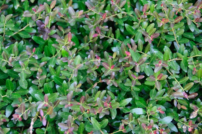 Dwarf Yaupon Holly Eureka Gold 3 Gal