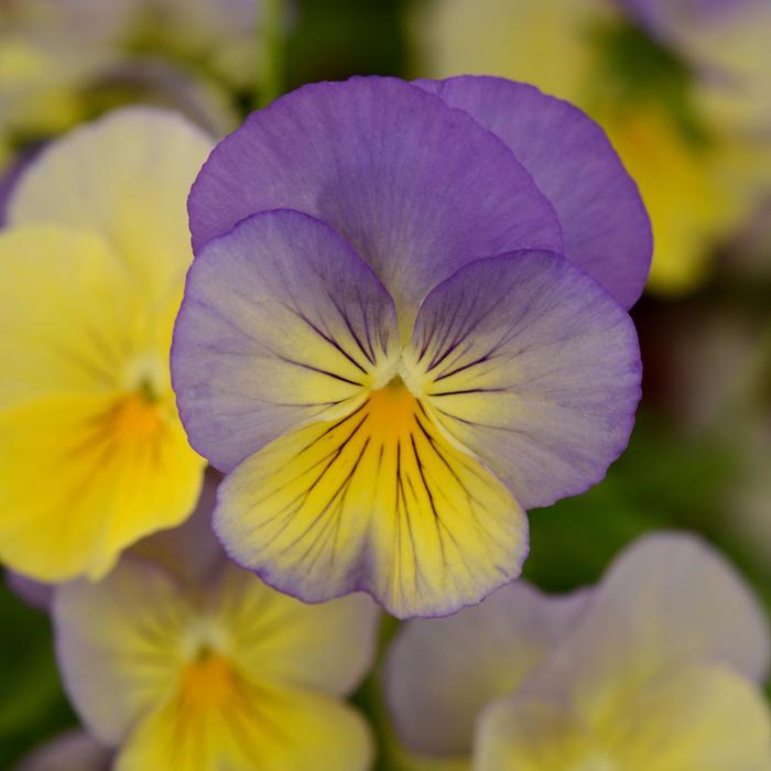 Pansy Cool Wave Fire Quart